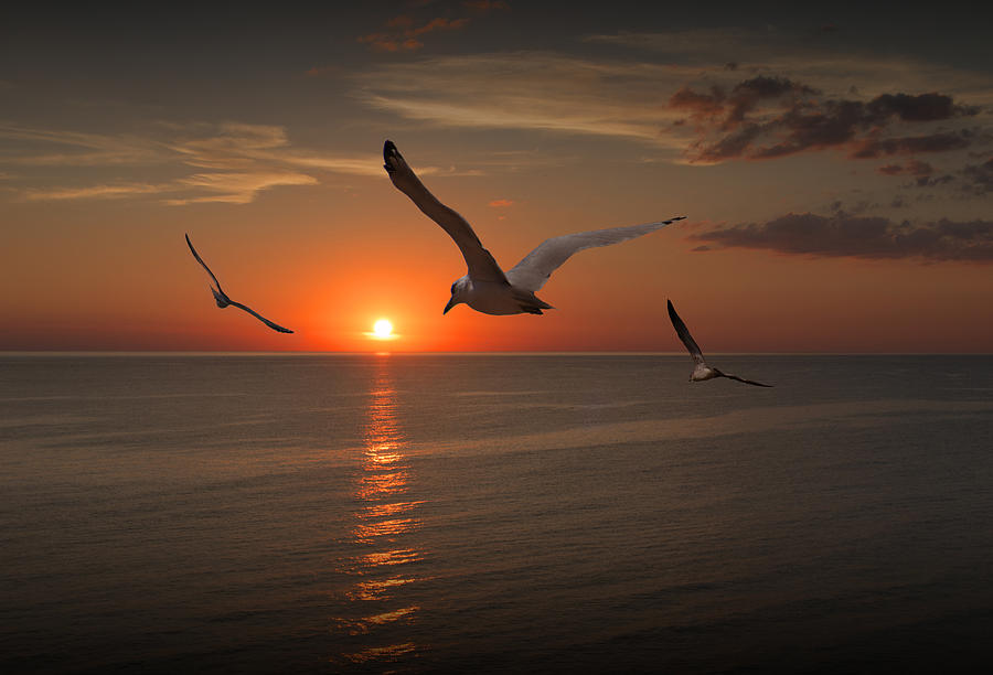 Gulls Flying towards the Sun Photograph by Randall Nyhof
