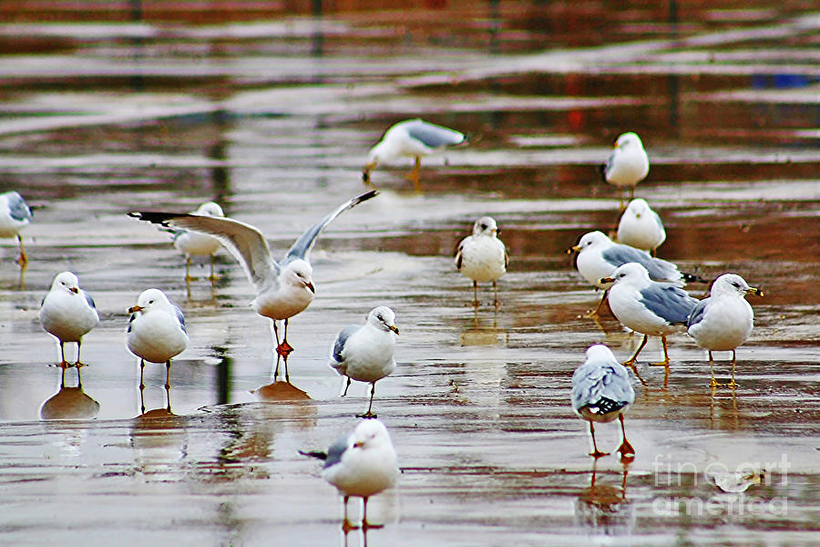 Gulls Home For The Summer Photograph