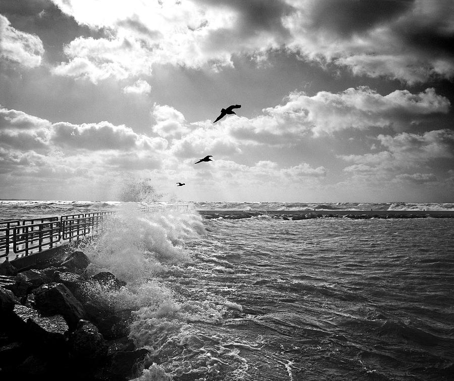 Lake Michigan Photograph - Gulls in a Gale by Kris Rasmusson