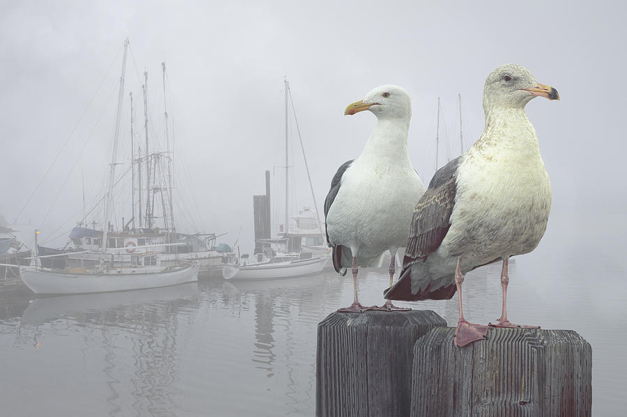 Gulls in a Misty Harbor Photograph by Randall Nyhof