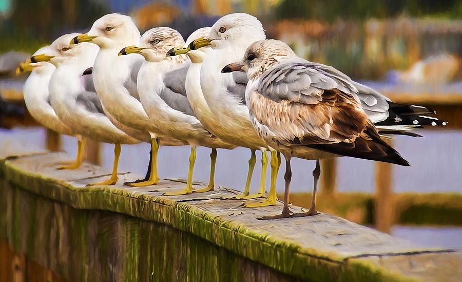 Gulls In A Row Photograph by Alice Gipson