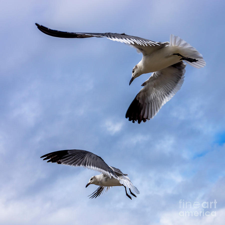 Nature Photograph - Gulls in Flight 2 by Nancy L Marshall