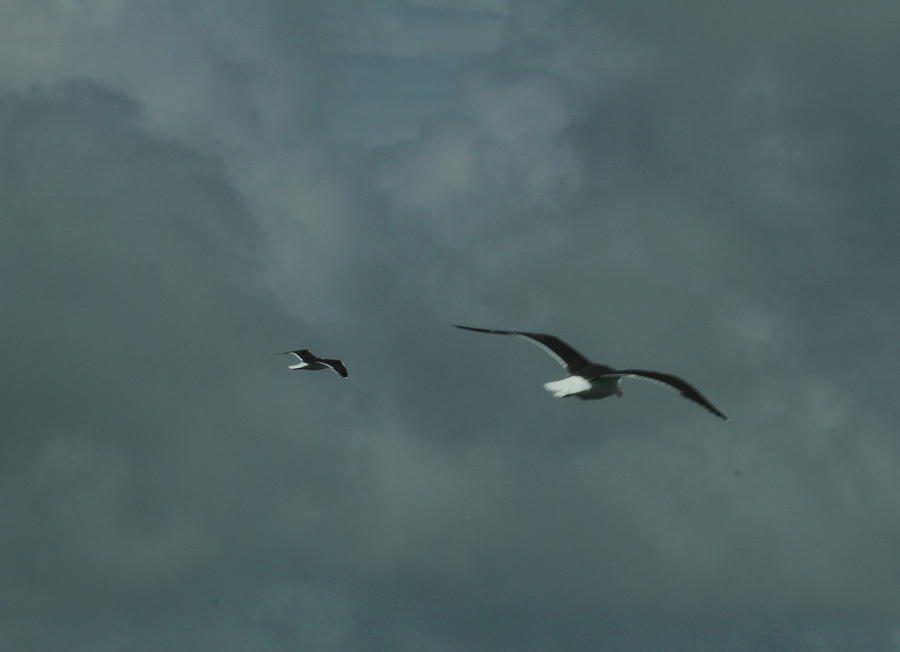 Gulls In Flight 2017 Photograph