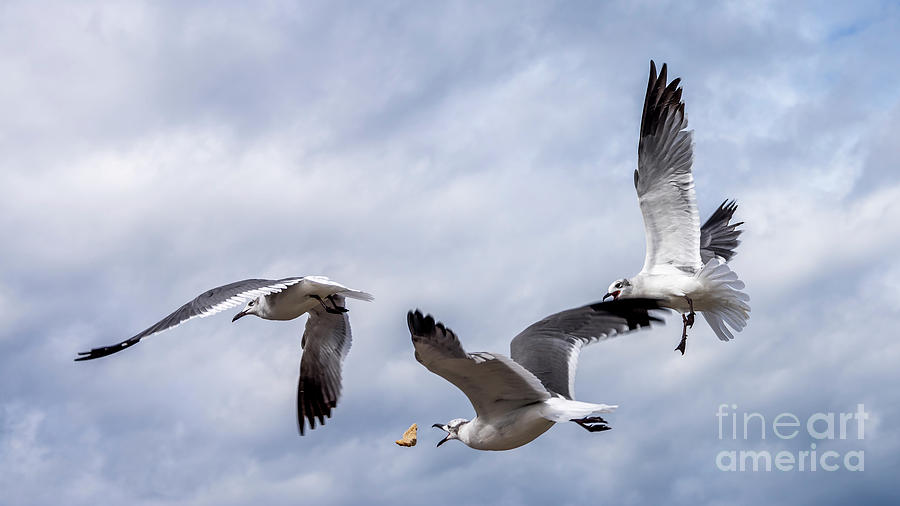 Nature Photograph - Gulls in Flight 3 by Nancy L Marshall