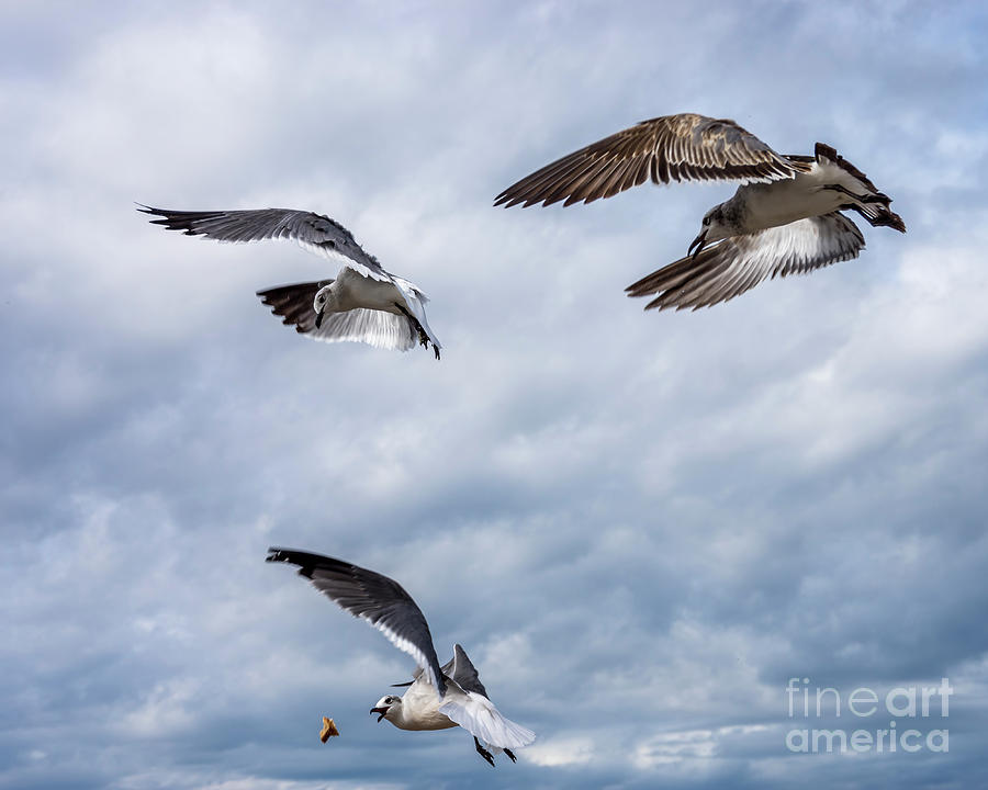 Nature Photograph - Gulls in Flight 4 by Nancy L Marshall