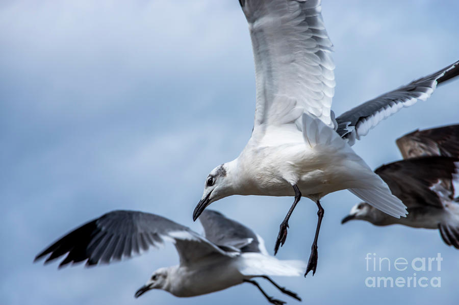 Nature Photograph - Gulls in Flight 5 by Nancy L Marshall