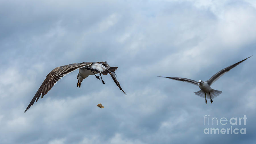 Nature Photograph - Gulls in Flight 7 by Nancy L Marshall