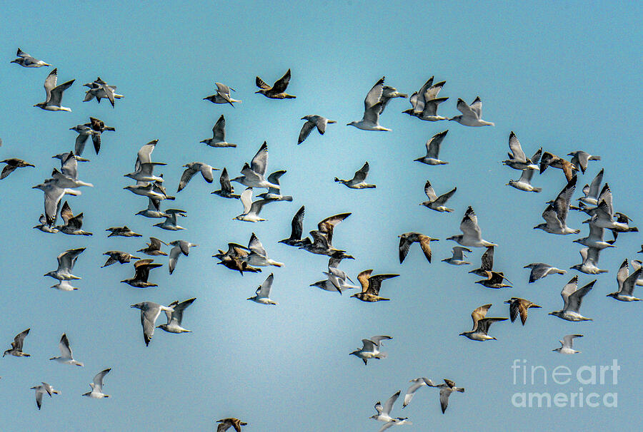 Gulls in Flight Photograph by Randy J Heath
