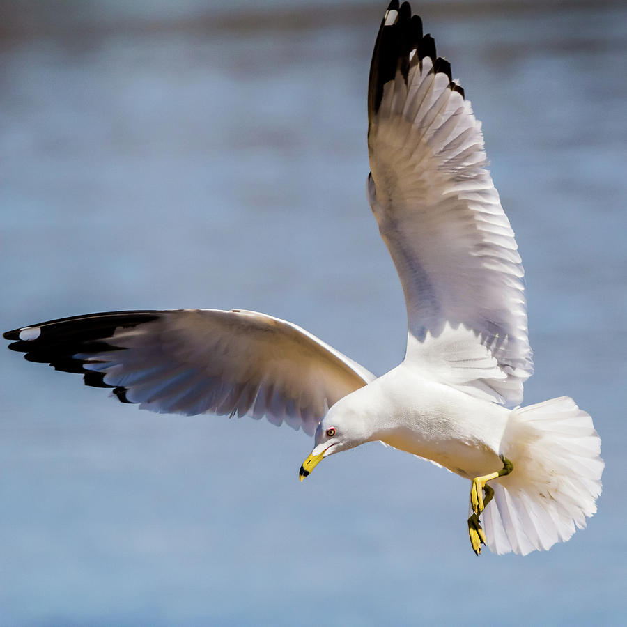 Gulls in Flight Series #7 of 7 by Kenneth F Konjevich Gulls in Flight Series #7 of 7 by Kenneth F Konjevich