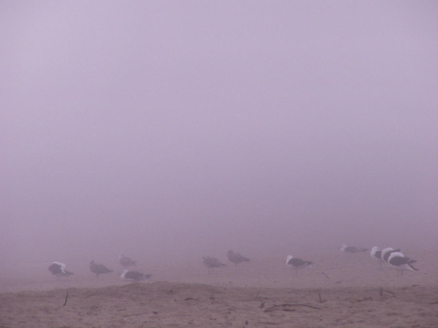 Gulls in the Fog Photograph by Nancy Griswold