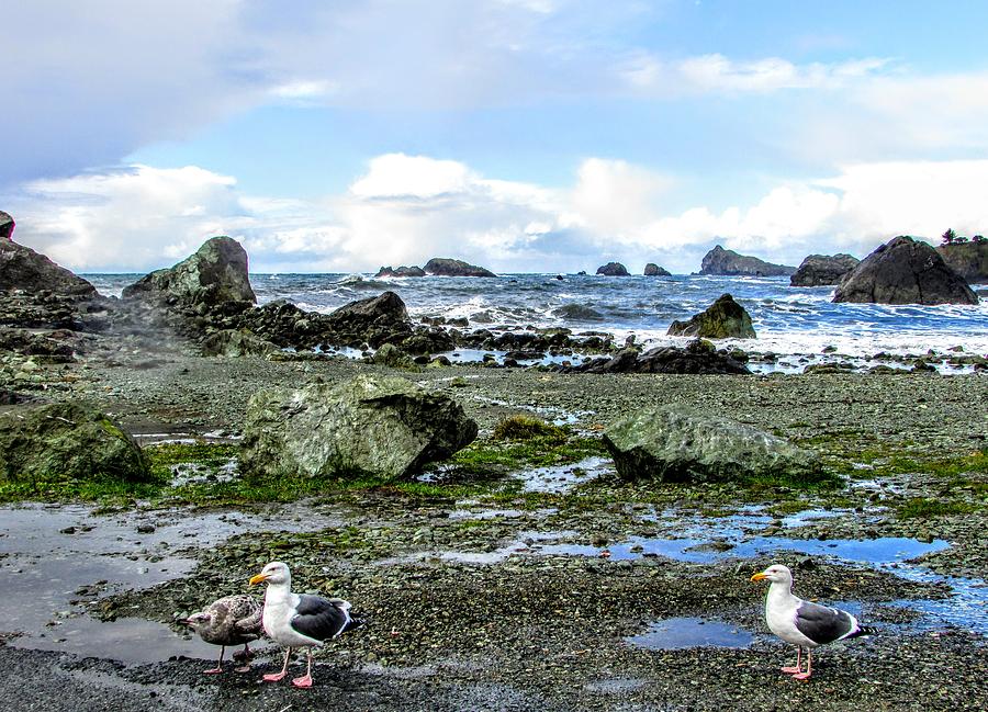 Gulls Photograph by Marilyn Diaz