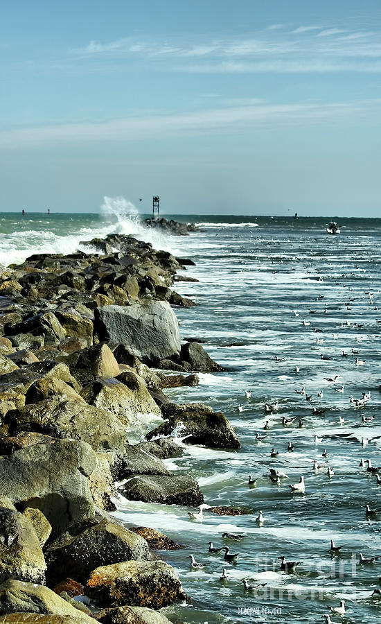 Gulls Near The Rocks Photograph by Deborah Benoit