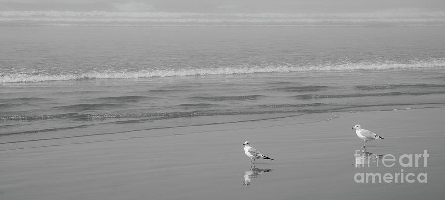 Gulls Photograph by Nick Boren
