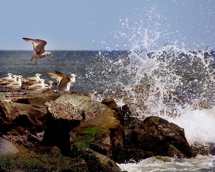 Gulls of the Jersey Shore Photograph by Joseph G Holland