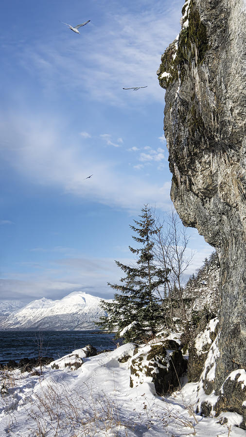 Gulls of Winter Photograph by Michele Cornelius