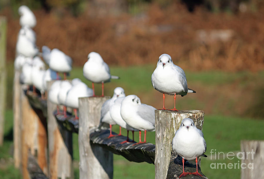 Gulls on a fence Photograph by Julia Gavin