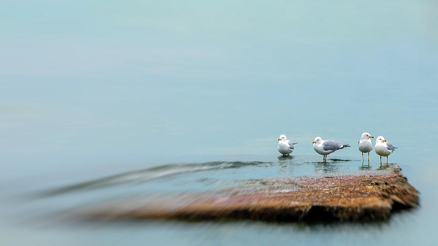 Gulls on a Rock Photograph by Michael Demagall