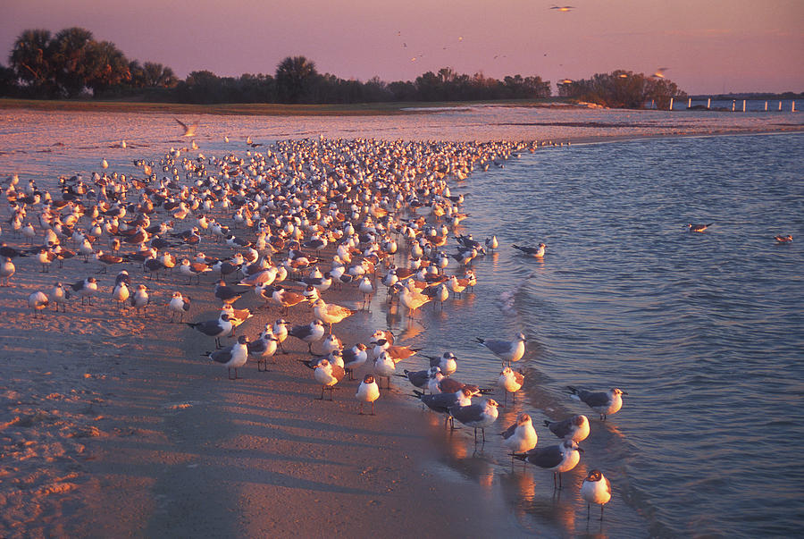 Gulls on Beach at Sunset Photograph by John Burk