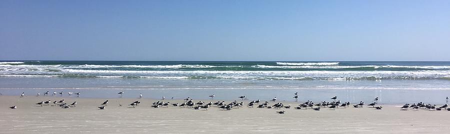 Gulls On Beach Photograph