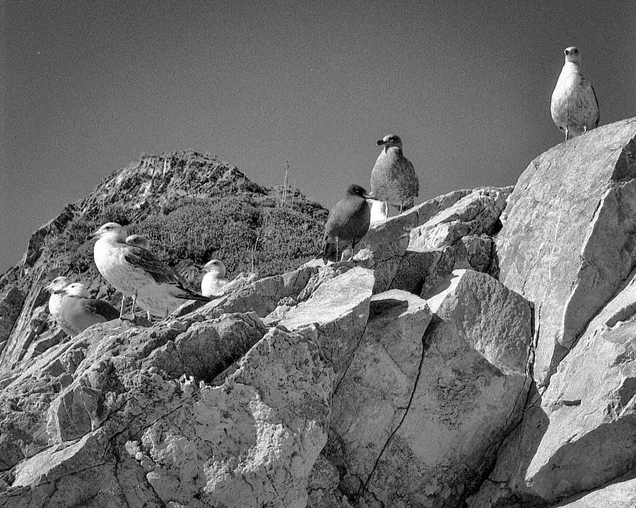 Gulls on Guard - Pt Mugu, California by Samuel M Purvis III Gulls on Guard - Pt Mugu, California by Samuel M Purvis III
