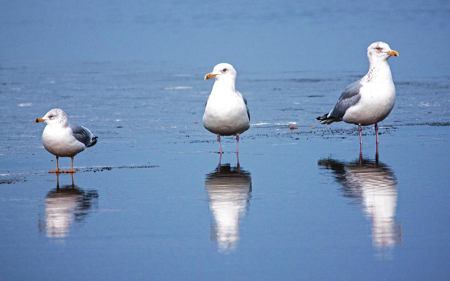 Ring Billed Gulls On Ice Photograph