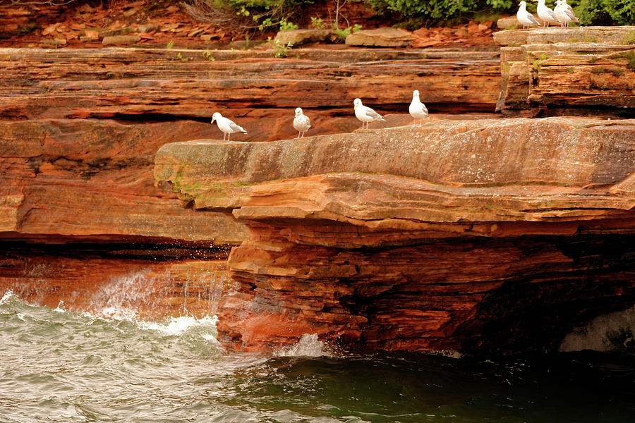 Gulls on outcropping Photograph by Peter Ponzio