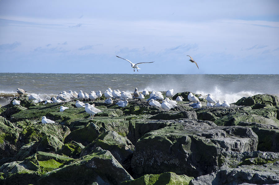 Gulls on Rock Jetty Photograph by Maureen E Ritter