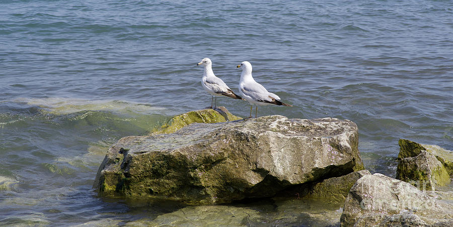 Gulls on Rocks Photograph by Ann Horn