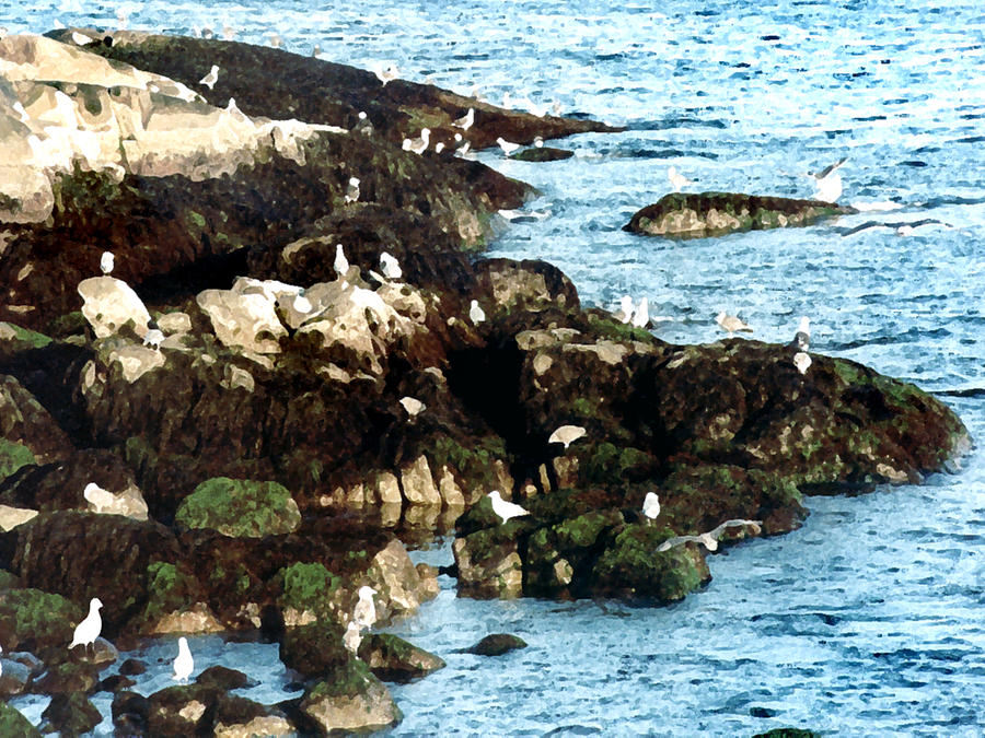 Gulls on Rocks Painting by Paul Sachtleben