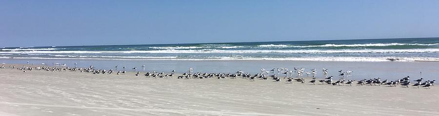 Gulls On The Beach 2 Photograph