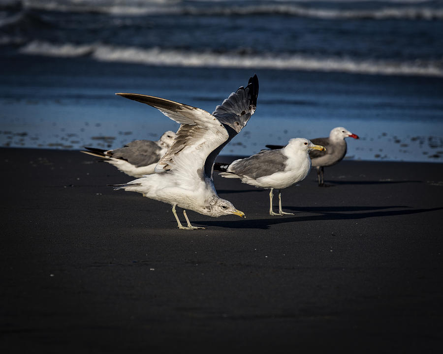 Gulls on the Beach Photograph by Robert Potts