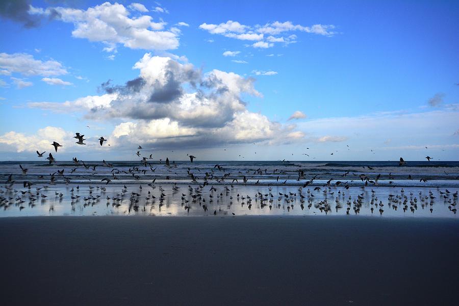 Gulls On The Coast Photograph