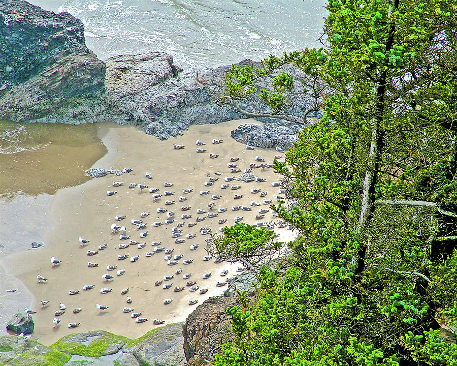 Gulls on the Sand Below in Ecola State Park, Oregon Photograph by Ruth Hager