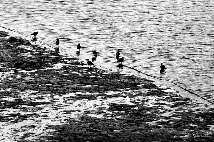 Gulls on the Shore Photograph by Joe Bonita