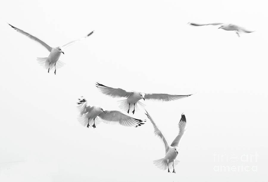 Gulls Photograph by Raymond Earley