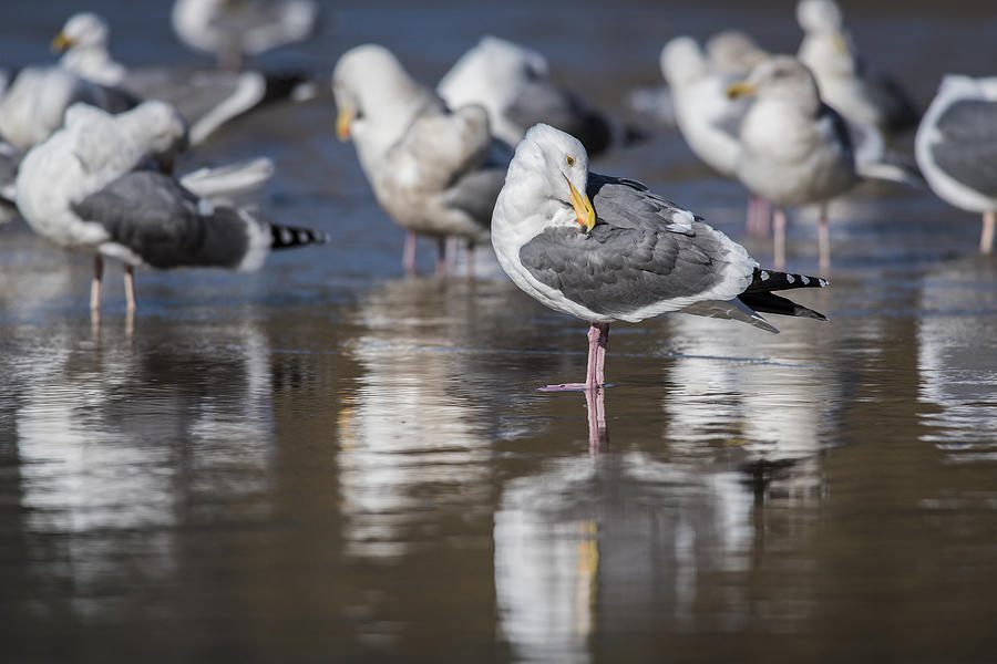 Gulls Reflect Photograph by Robert Potts