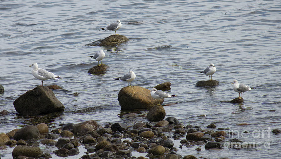 Gulls Resting Photograph by Donna L Munro