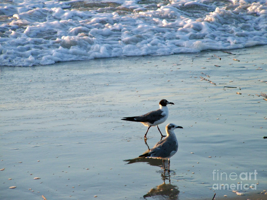 Gulls strolling Tybee Island Beach Photograph by Doris Blessington