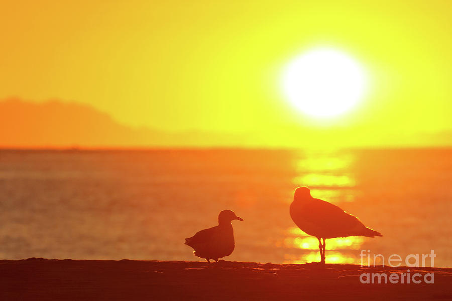 Gulls Sunrise Silhouettes Photograph by Max Allen
