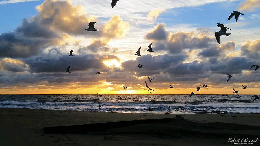Gulls Take Wing Photograph by Robert Banach