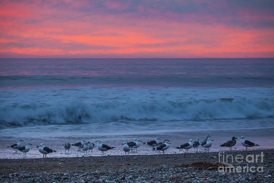 Seagulls Photograph - Gulls with Pink Sky by Sharon Foelz Seagulls Photograph - Gulls with Pink Sky by Sharon Foelz