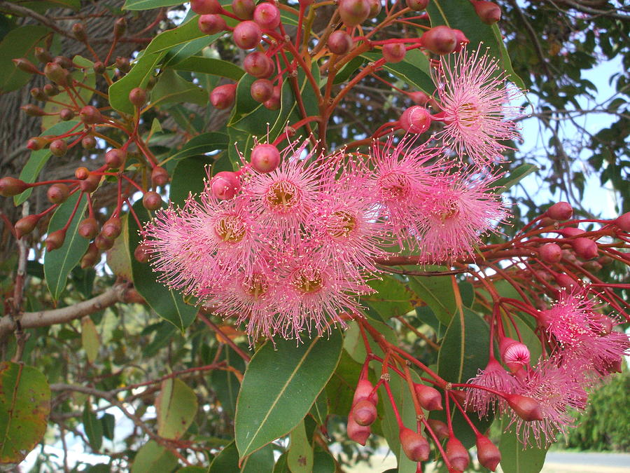 Gum Blossom Photograph by Bethwyn Mills - Fine Art America