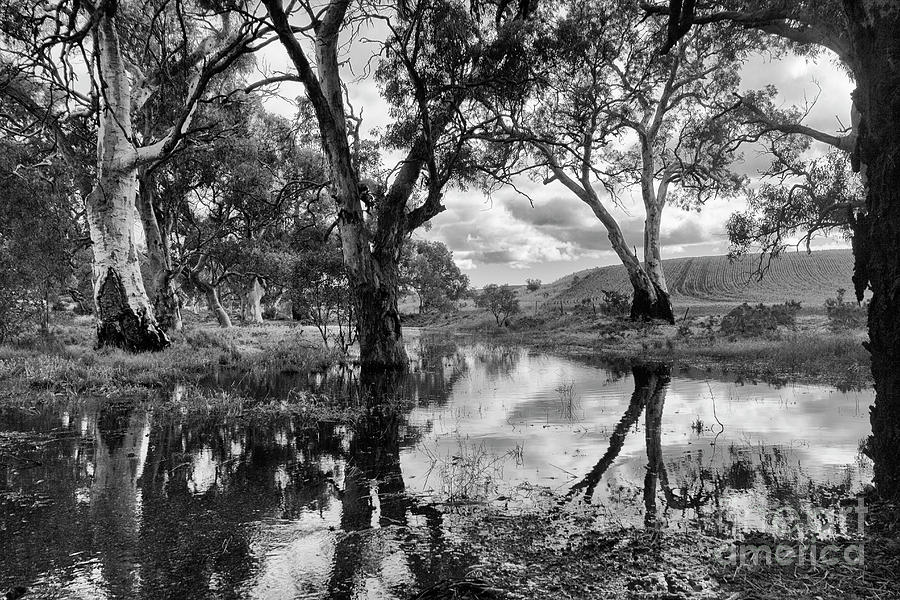 Gum Creek Photograph by Douglas Barnard