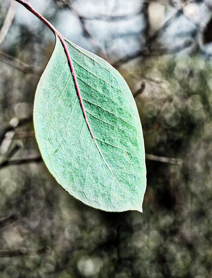 Tree Photograph - Gum Leaf - Australia  by Steven Ralser