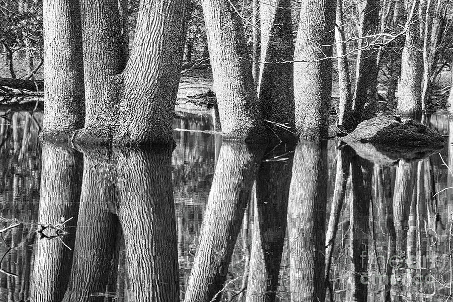 Black And White Photograph - Gum Swamp by Geraldine DeBoer