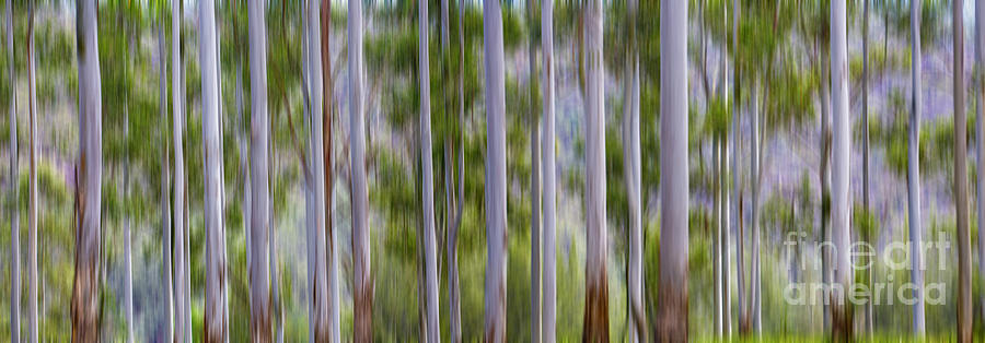 Abstract Photograph - Gum tree abstract by Sheila Smart Fine Art Photography