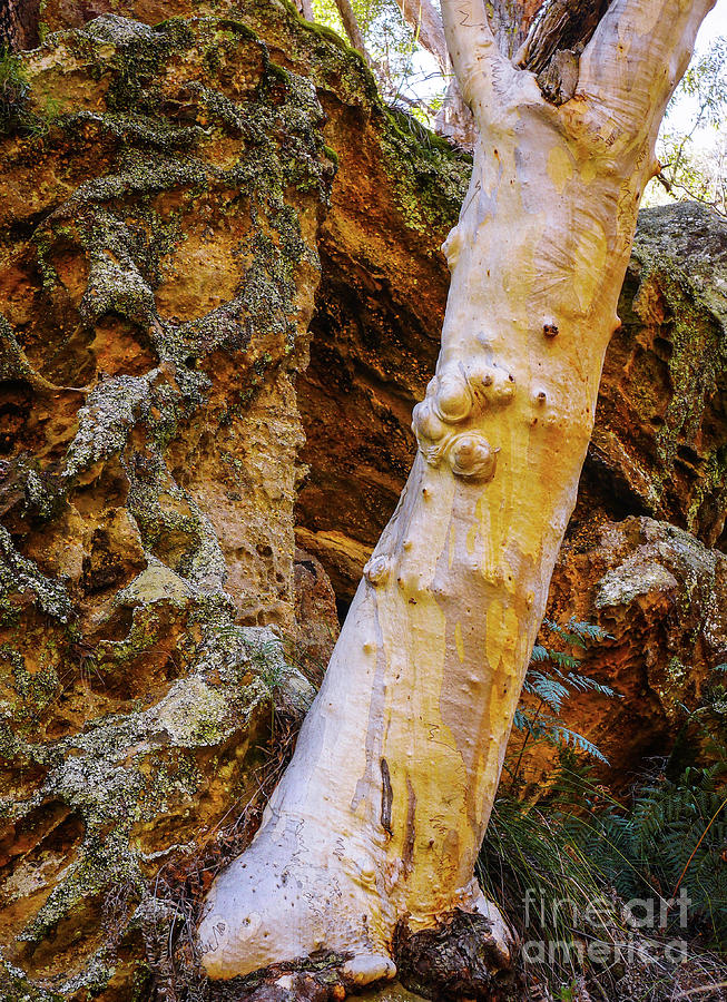 Gum Tree and Rocks Photograph by Lexa Harpell