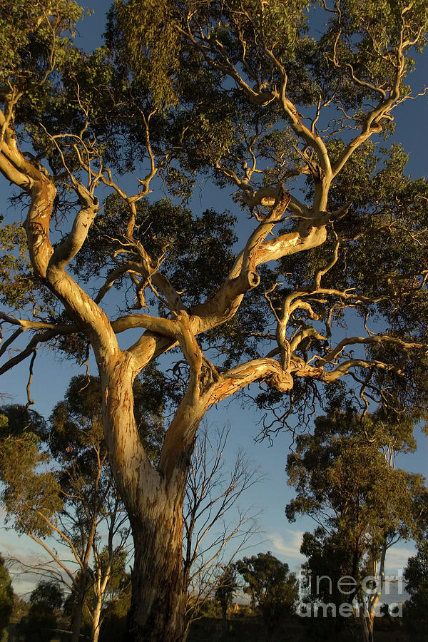 Gum Tree at Sunset Photograph by Werner Padarin