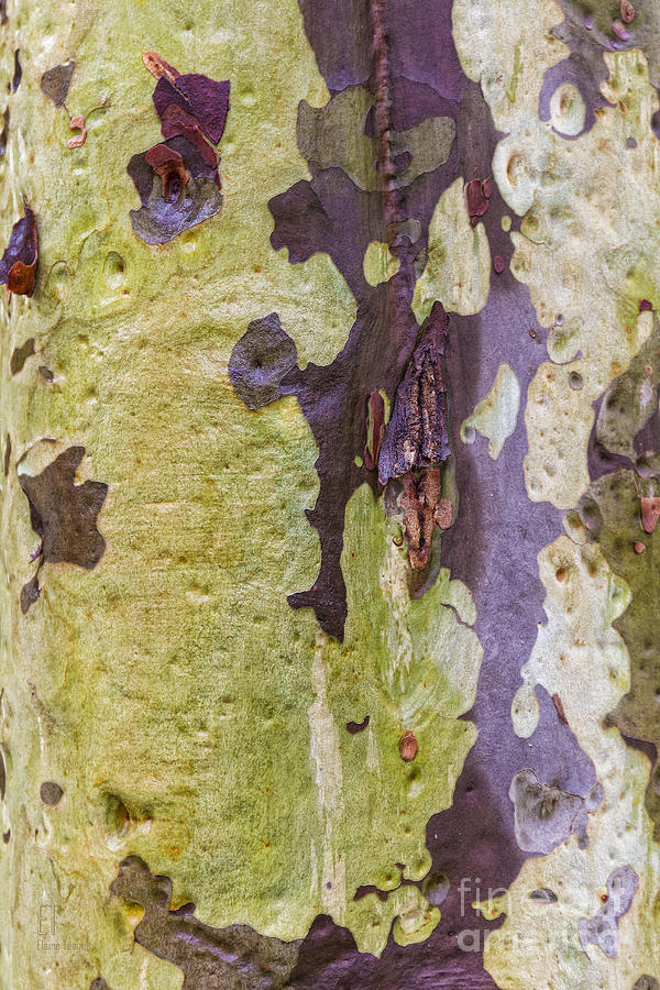 Gum Tree Detail Photograph by Elaine Teague