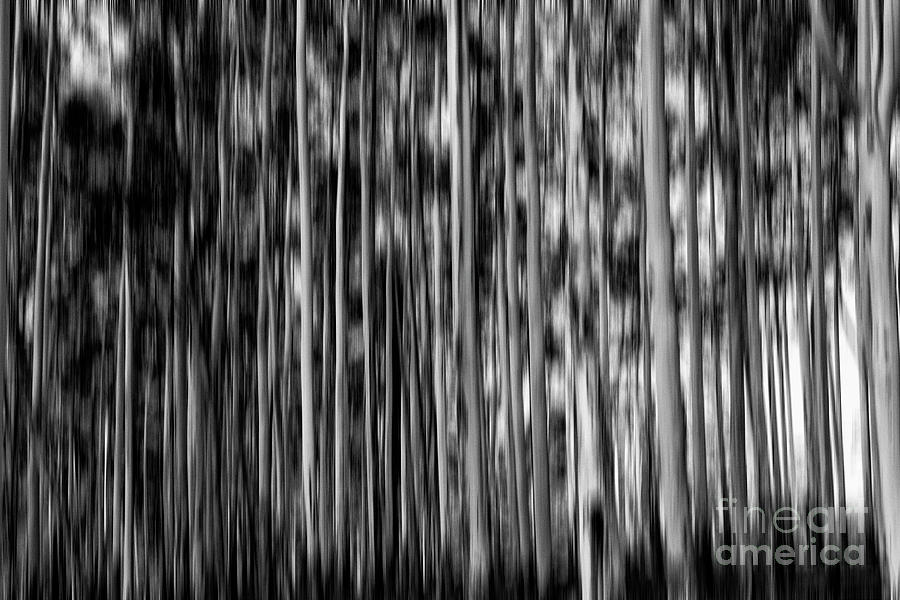 Gum trees in mono Photograph by Sheila Smart Fine Art Photography